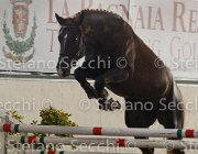 Appio Claudio TosTour2013- S4 6283 : Appio Claudio, Arezzo, Arezzo Equestrian Centre, Cavalli d'Italia, Toscana Tour 2013, foto di Stefano Secchi ©